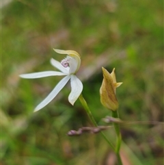 Caladenia moschata at Palerang, NSW - 21 Nov 2024