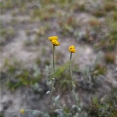 Chrysocephalum apiculatum at Palerang, NSW - 21 Nov 2024 by Csteele4