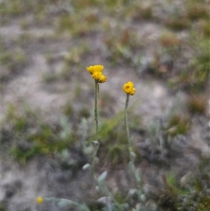 Chrysocephalum apiculatum at Palerang, NSW - 21 Nov 2024