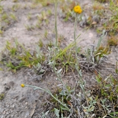 Chrysocephalum apiculatum at Palerang, NSW - 21 Nov 2024