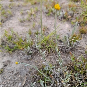 Chrysocephalum apiculatum at Palerang, NSW - 21 Nov 2024