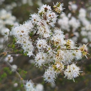 Kunzea parvifolia at Palerang, NSW - 21 Nov 2024