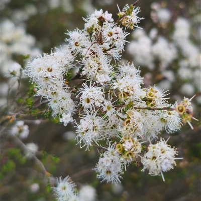 Kunzea parvifolia at Palerang, NSW - 21 Nov 2024 by Csteele4