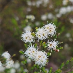 Kunzea parvifolia at Palerang, NSW - 21 Nov 2024