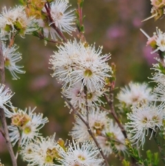 Kunzea parvifolia at Palerang, NSW - 21 Nov 2024