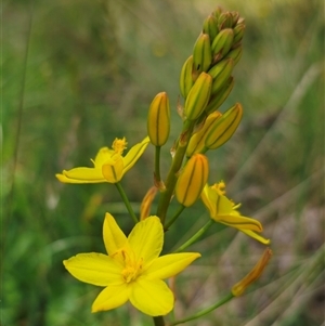 Bulbine bulbosa at Palerang, NSW by Csteele4