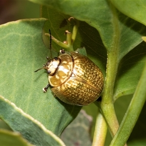 Paropsisterna cloelia at Fraser, ACT - 19 Nov 2024 10:54 AM