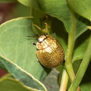 Paropsisterna cloelia at Fraser, ACT - 19 Nov 2024