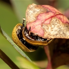 Paropsisterna cloelia at Fraser, ACT - 19 Nov 2024