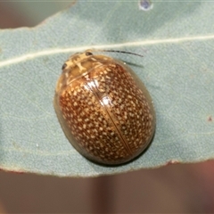 Paropsisterna cloelia (Eucalyptus variegated beetle) at Dunlop, ACT - 19 Nov 2024 by AlisonMilton