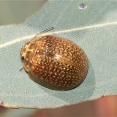 Paropsisterna cloelia at Dunlop, ACT - 19 Nov 2024