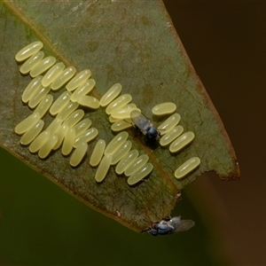 Paropsisterna cloelia at Fraser, ACT - 19 Nov 2024 10:43 AM