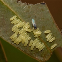 Paropsisterna cloelia at Fraser, ACT - 19 Nov 2024 10:43 AM