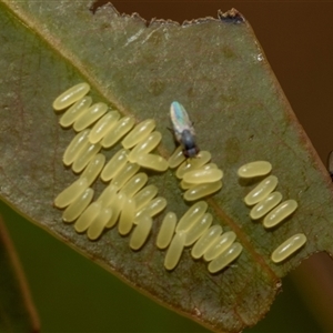 Paropsisterna cloelia at Fraser, ACT - 19 Nov 2024 10:43 AM