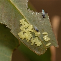 Paropsisterna cloelia at Fraser, ACT - 19 Nov 2024 10:43 AM