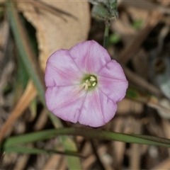 Convolvulus angustissimus subsp. angustissimus at Fraser, ACT - 18 Nov 2024 by AlisonMilton