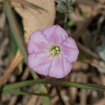 Convolvulus angustissimus subsp. angustissimus at Fraser, ACT - 18 Nov 2024 by AlisonMilton