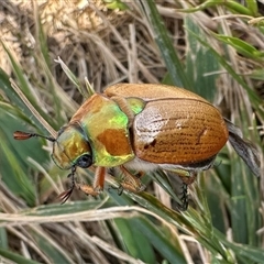 Anoplognathus brunnipennis (Green-tailed Christmas beetle) at Strathnairn, ACT - 21 Nov 2024 by Pirom