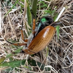 Anoplognathus brunnipennis at Strathnairn, ACT - 21 Nov 2024 10:05 AM