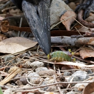 Pseudanapaea (genus) at Acton, ACT by richardm