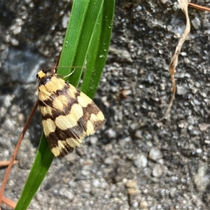 Unidentified Moth (Lepidoptera) at Hall, ACT by Rosie