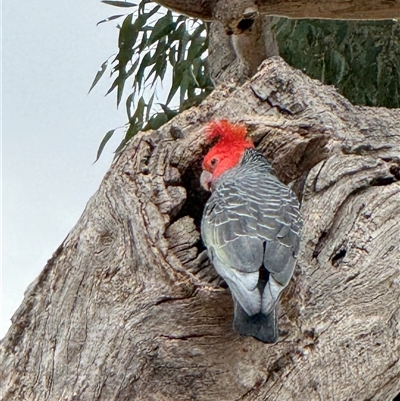 Callocephalon fimbriatum (Gang-gang Cockatoo) at Watson, ACT - 21 Nov 2024 by Louisab