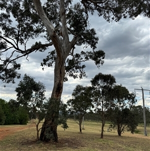 Callocephalon fimbriatum at Watson, ACT - 21 Nov 2024