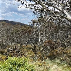 Petroica phoenicea at Cotter River, ACT - 21 Nov 2024 by GG