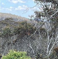 Petroica phoenicea at Cotter River, ACT - 21 Nov 2024 01:40 PM