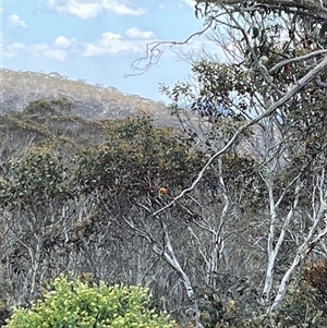 Petroica phoenicea at Cotter River, ACT - 21 Nov 2024 01:40 PM