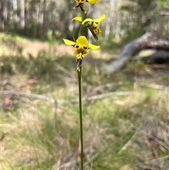 Diuris chryseopsis at Cotter River, ACT - 21 Nov 2024 by GG