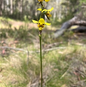 Diuris sulphurea at Cotter River, ACT - suppressed