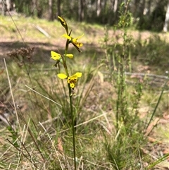 Diuris sulphurea at Cotter River, ACT - 21 Nov 2024