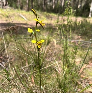 Diuris sulphurea at Cotter River, ACT - suppressed