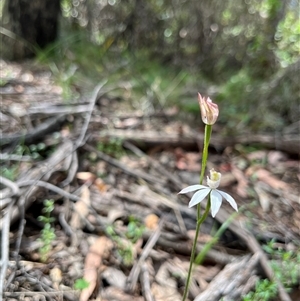 Caladenia moschata at Cotter River, ACT - suppressed