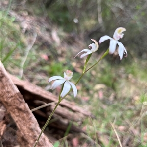 Caladenia moschata at Cotter River, ACT - 21 Nov 2024