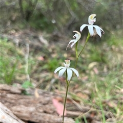 Caladenia moschata at Cotter River, ACT - suppressed