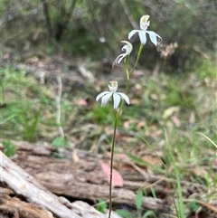 Caladenia moschata at Cotter River, ACT - 21 Nov 2024