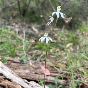 Caladenia moschata at Cotter River, ACT - 21 Nov 2024