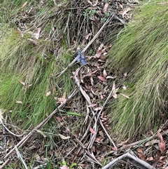 Thelymitra media (Tall Sun Orchid) at Cotter River, ACT - 21 Nov 2024 by GG