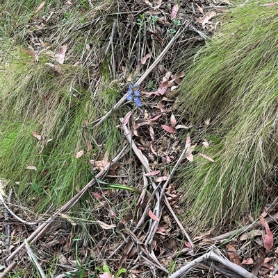 Thelymitra media (Tall Sun Orchid) at Cotter River, ACT - 21 Nov 2024 by GG