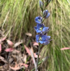 Thelymitra media at Cotter River, ACT - 21 Nov 2024