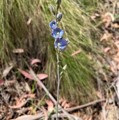 Thelymitra media at Cotter River, ACT - 21 Nov 2024