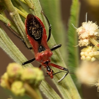 Gminatus australis (Orange assassin bug) at Fraser, ACT - 19 Nov 2024 by AlisonMilton