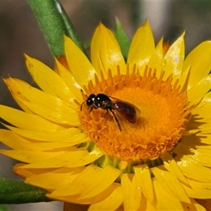 Exoneura sp. (genus) at Palerang, NSW by Csteele4