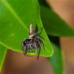 Opisthoncus sp. (genus) (Opisthoncus jumping spider) at Harrison, ACT - 21 Nov 2024 by DPRees125