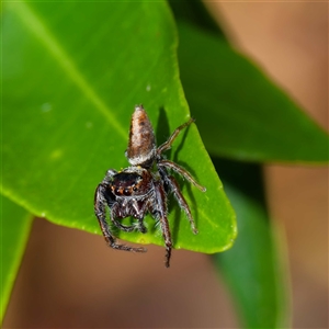 Opisthoncus sp. (genus) at Harrison, ACT - 21 Nov 2024 09:20 AM