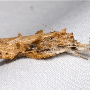 Tonica effractella at Bulli, NSW - 20 Nov 2024 09:18 PM