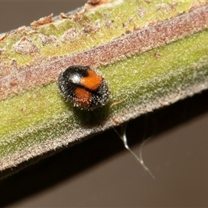 Diomus notescens (Little two-spotted ladybird) at Fraser, ACT by AlisonMilton