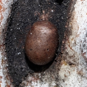 Pseudanapaea (genus) at Hawker, ACT by AlisonMilton